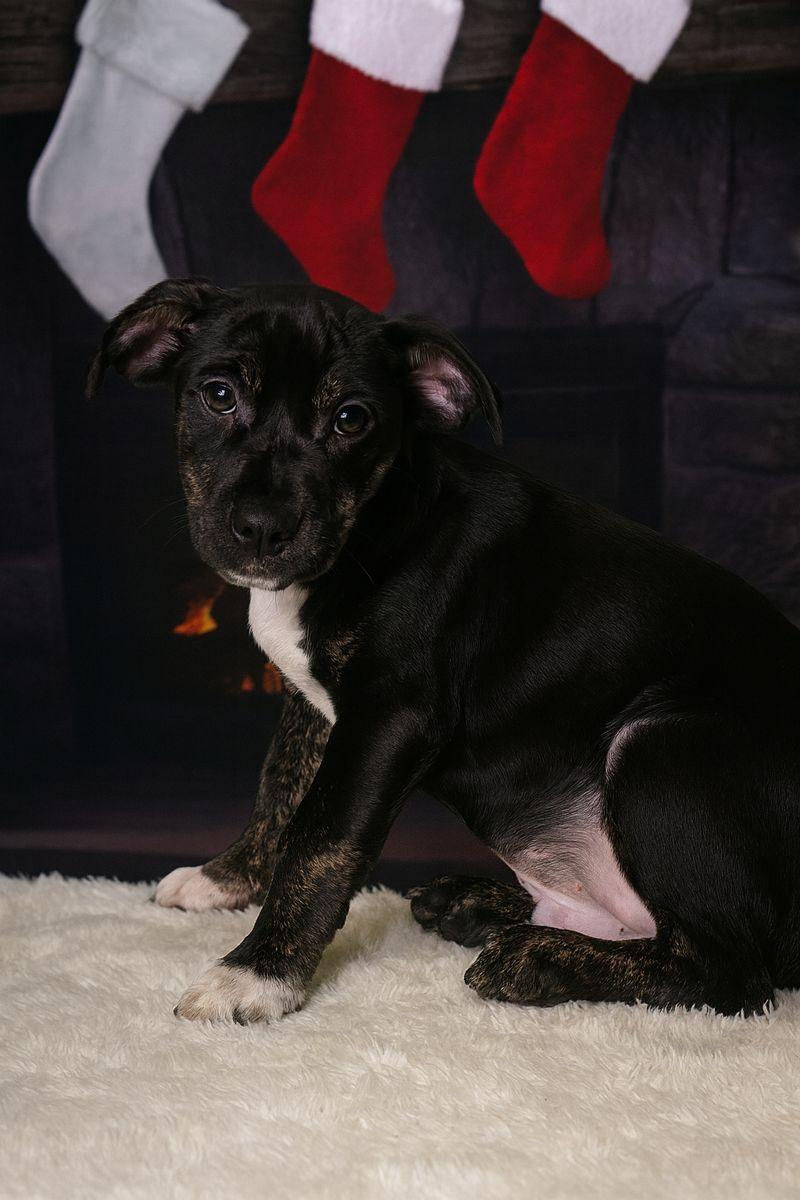 Porky, a Adoptable mixed breed in East Sparta, OH image 2/2