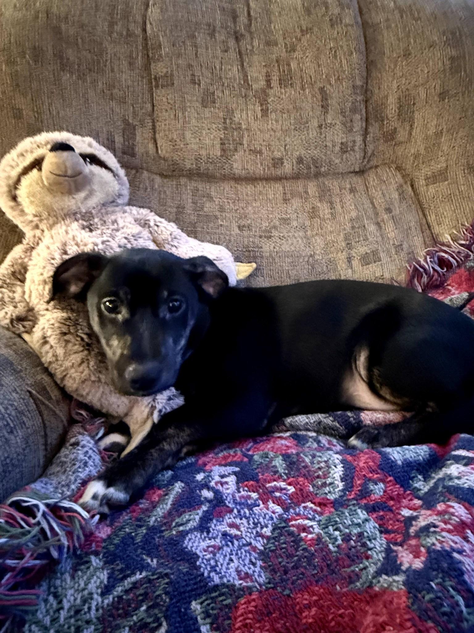 Porky, Adoptable, Puppy Male Mixed Breed.