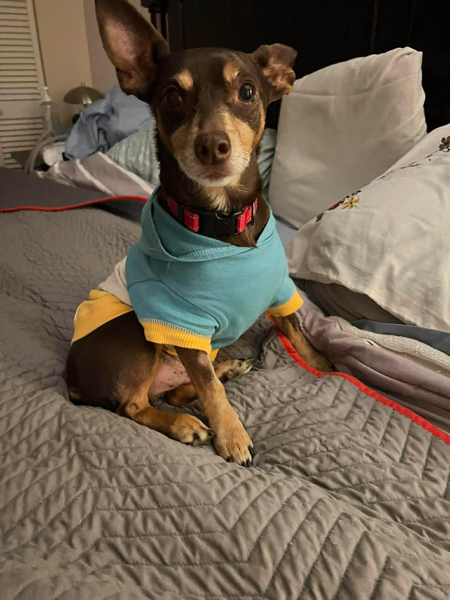 Enlarge Mojo , an adopted mixed breed in Campbellsville, KY image 3/5