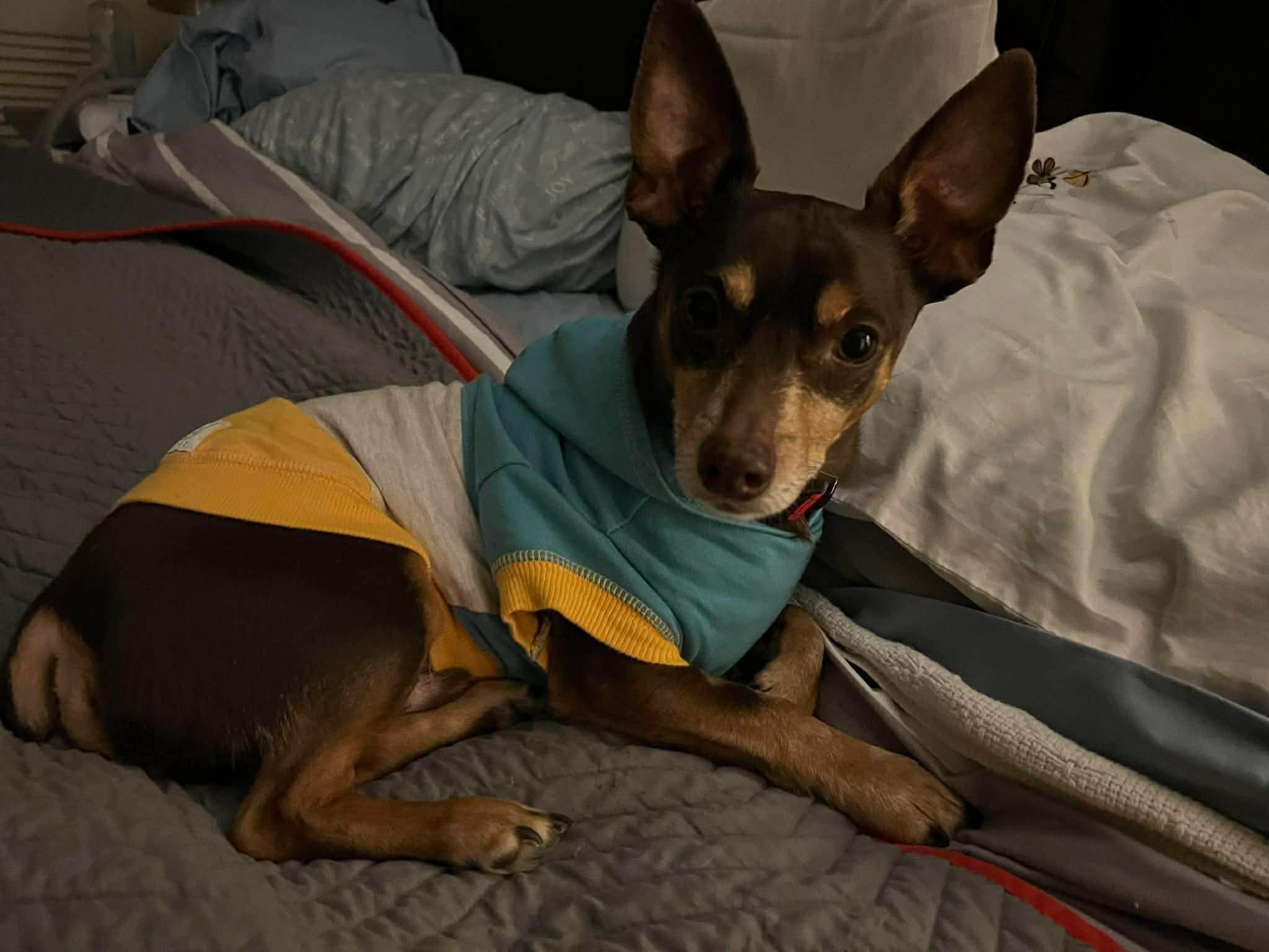 Enlarge Mojo , an adopted mixed breed in Campbellsville, KY image 2/5