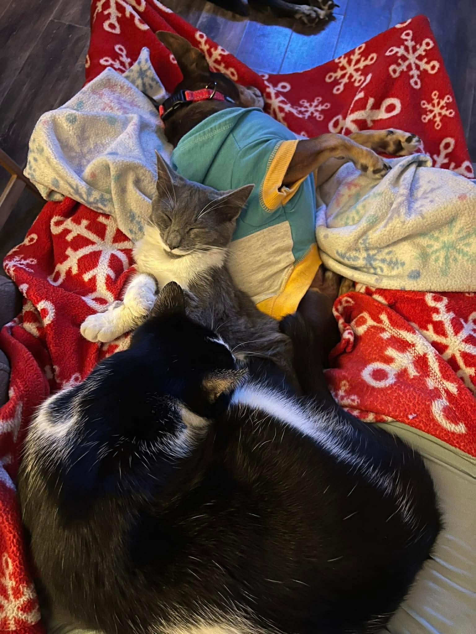 Enlarge Mojo , an adopted mixed breed in Campbellsville, KY image 4/5