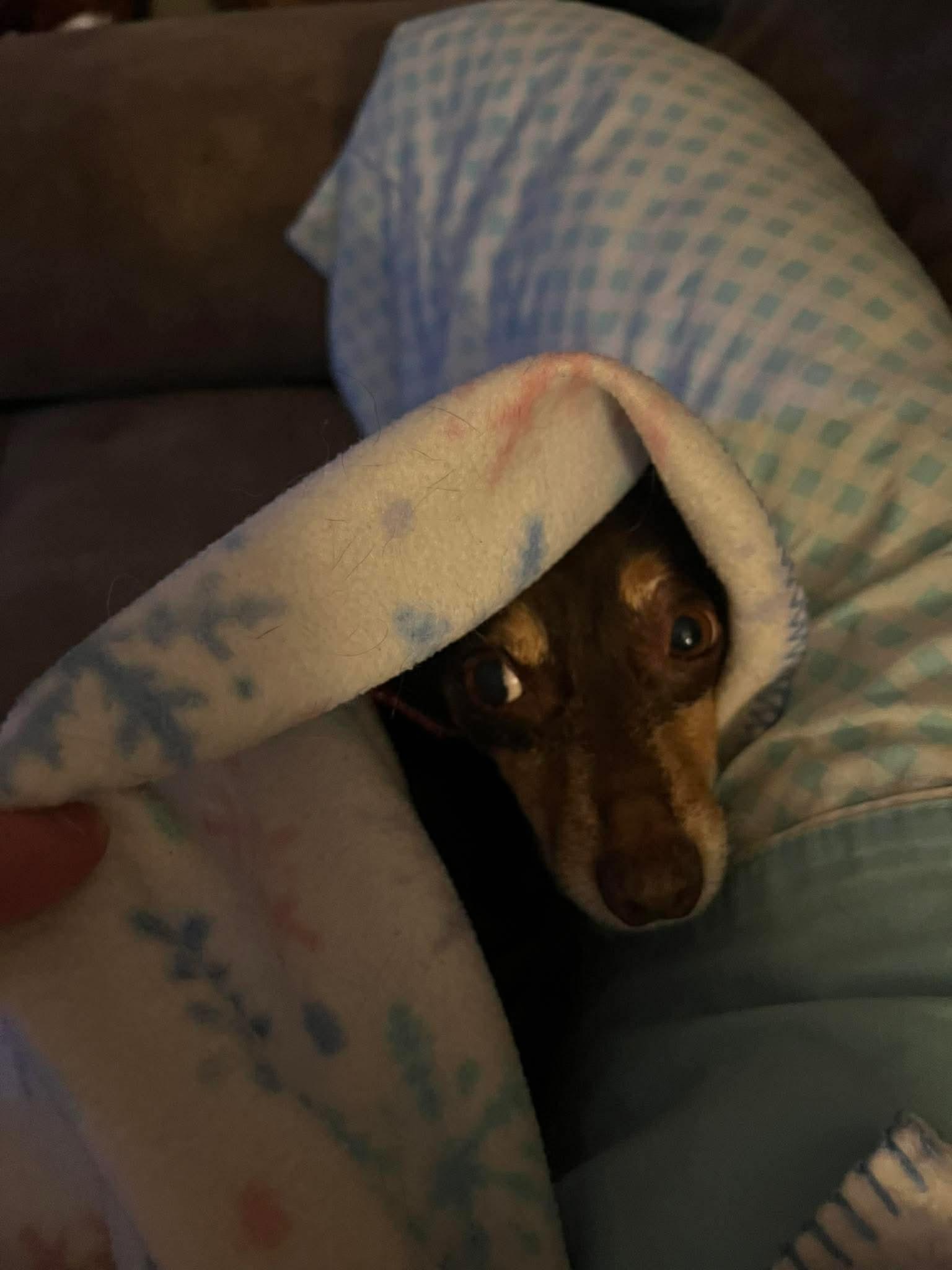 Enlarge Mojo , an adopted mixed breed in Campbellsville, KY image 5/5