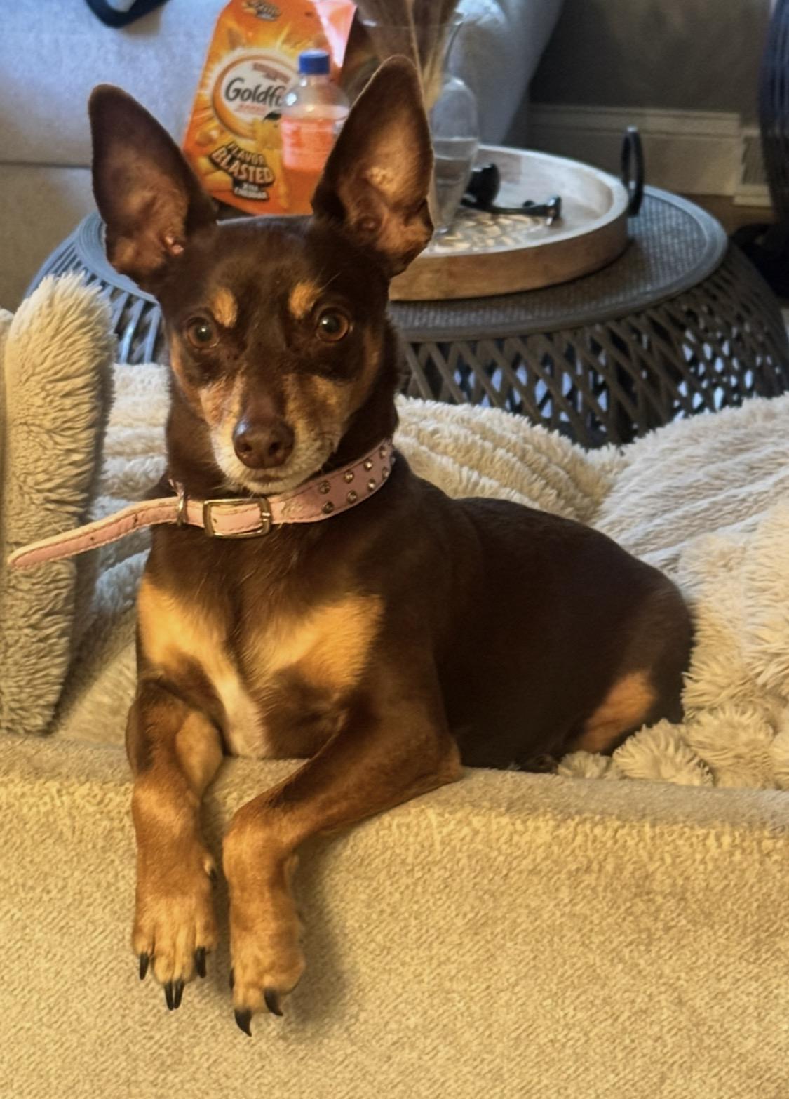 Enlarge Mojo , an adopted mixed breed in Campbellsville, KY image 1/5