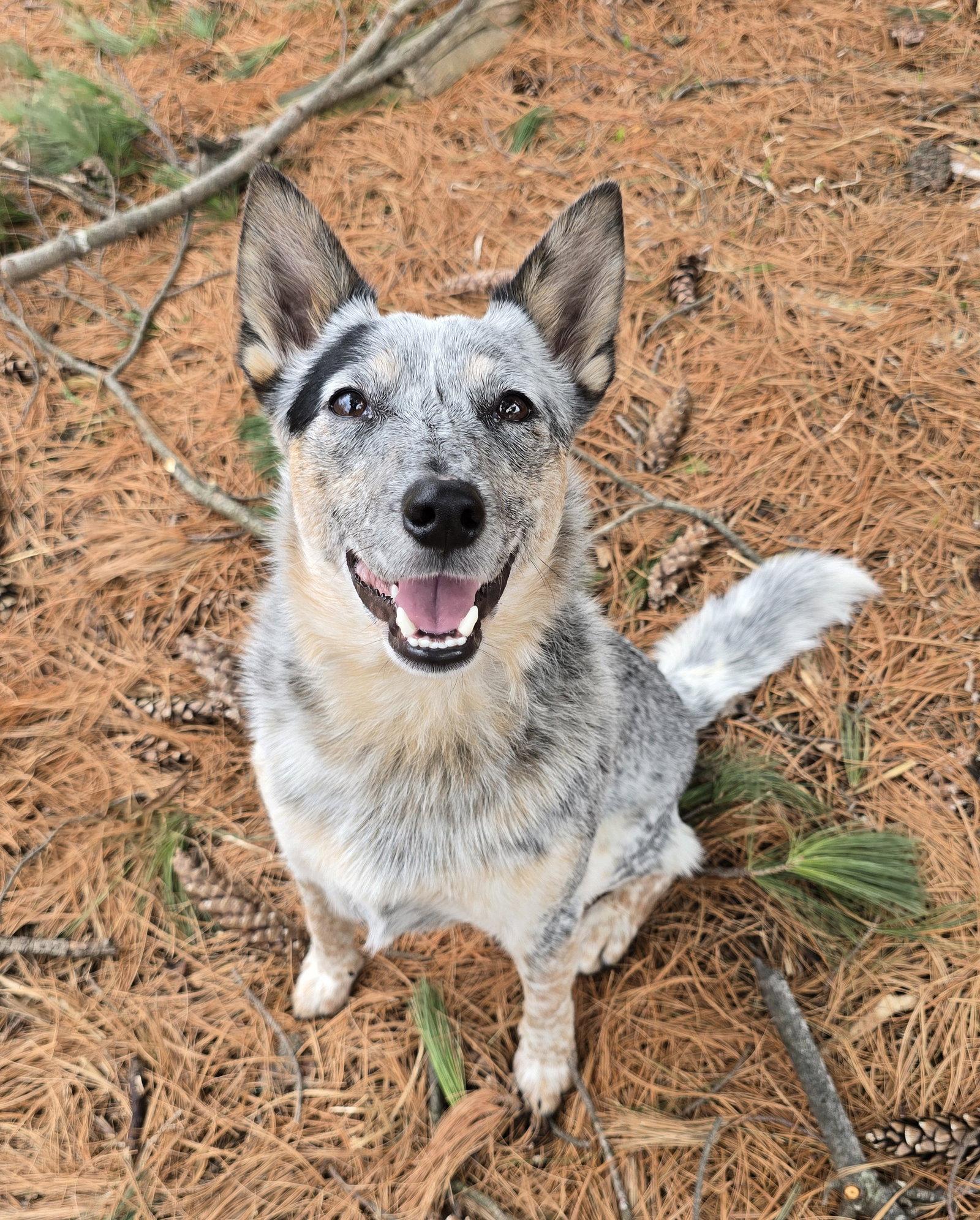 Louie D6171, Adoptable, Adult Male Australian Cattle Dog / Blue Heeler.