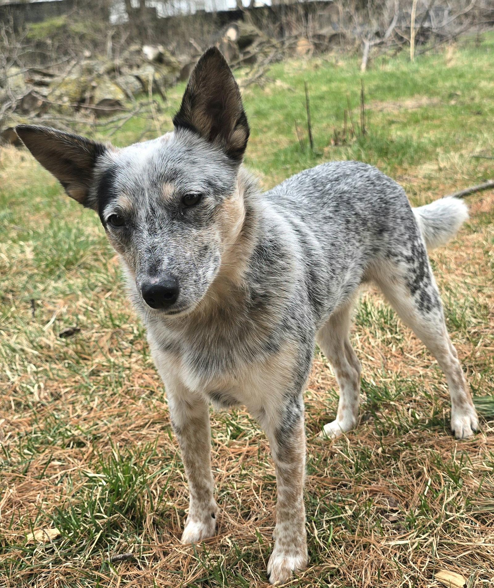 Enlarge Louie D6171, a Adoptable Australian Cattle Dog / Blue Heeler in minneapolis, MN image 2/3