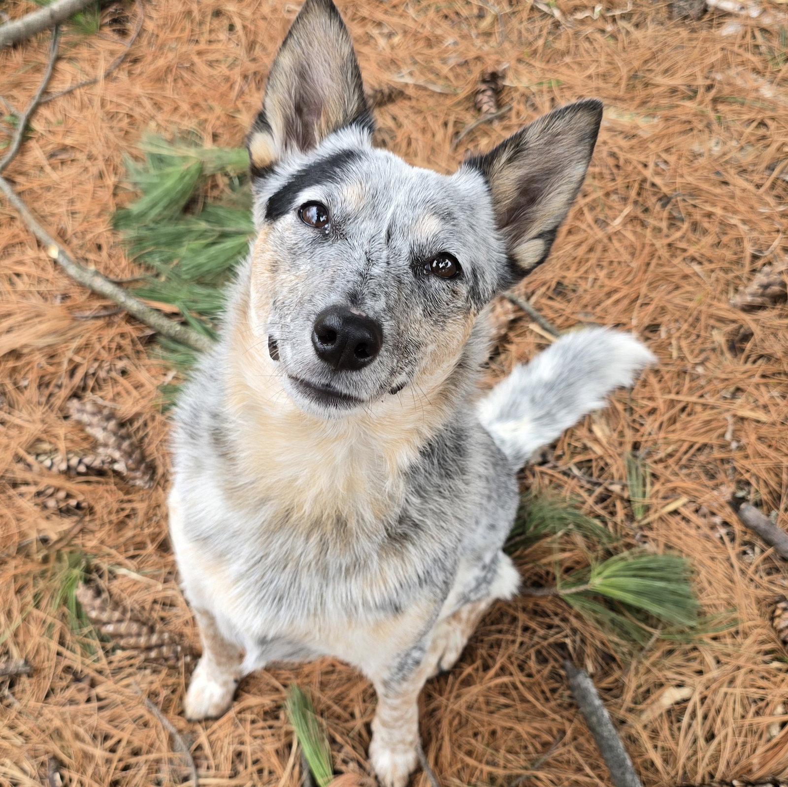Enlarge Louie D6171, a Adoptable Australian Cattle Dog / Blue Heeler in minneapolis, MN image 3/3