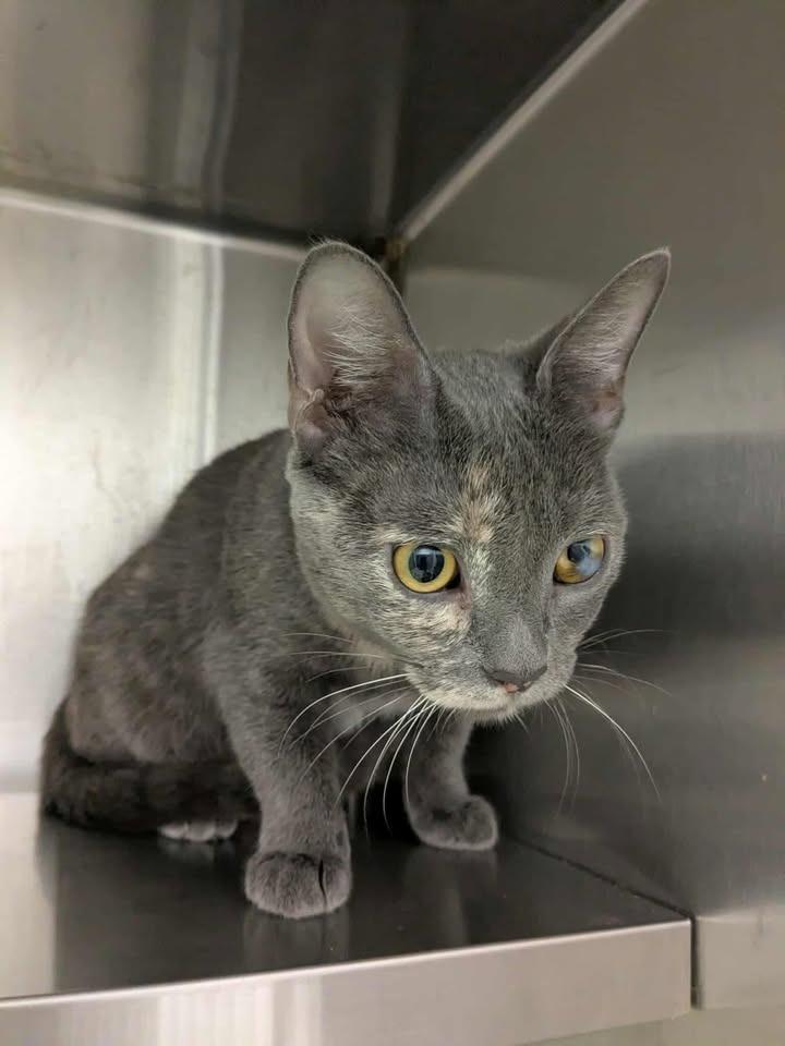 Enlarge Greta, a Adopted mixed breed in Springdale, AR image 1/1