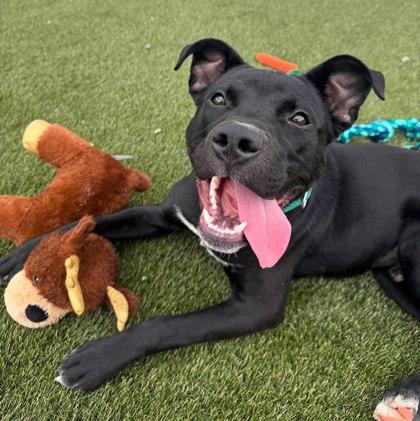 Cactus, Adoptable, Young Male Labrador Retriever & Mixed Breed.