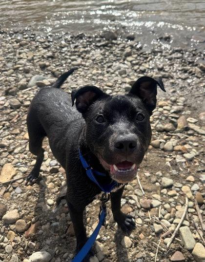 Enlarge Cactus, a Adoptable mixed breed in Akron, OH image 2/3