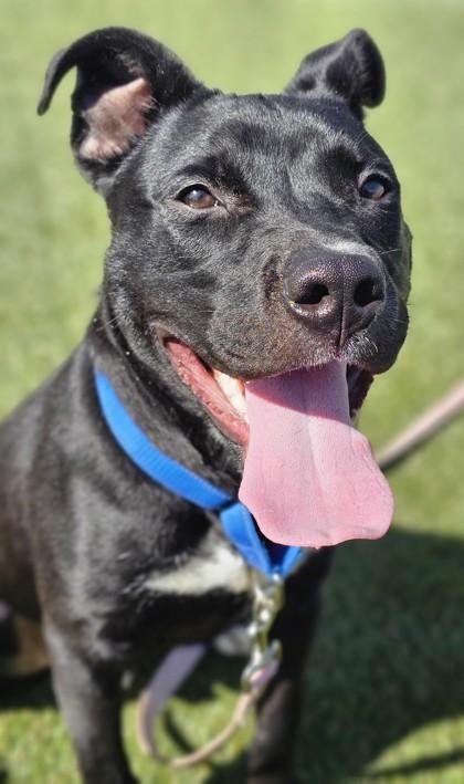 Enlarge Cactus, a Adoptable mixed breed in Akron, OH image 3/3