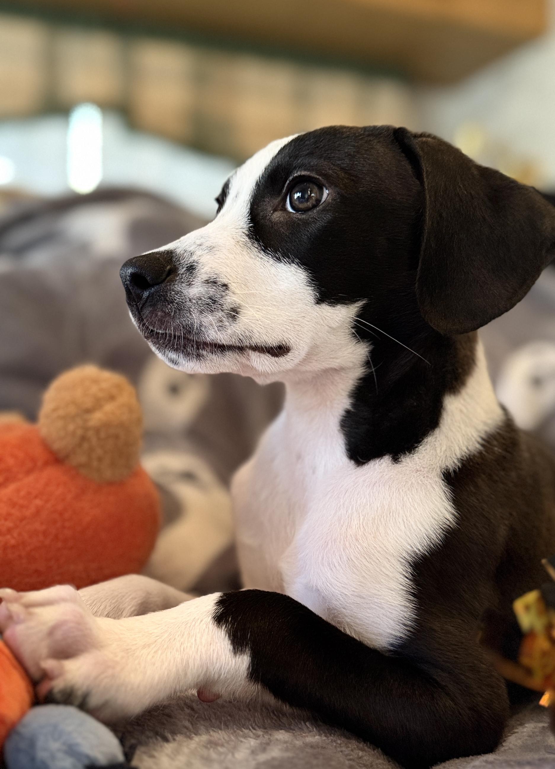 Enlarge Lilo, a Adoptable mixed breed in Lake Geneva, WI image 1/6