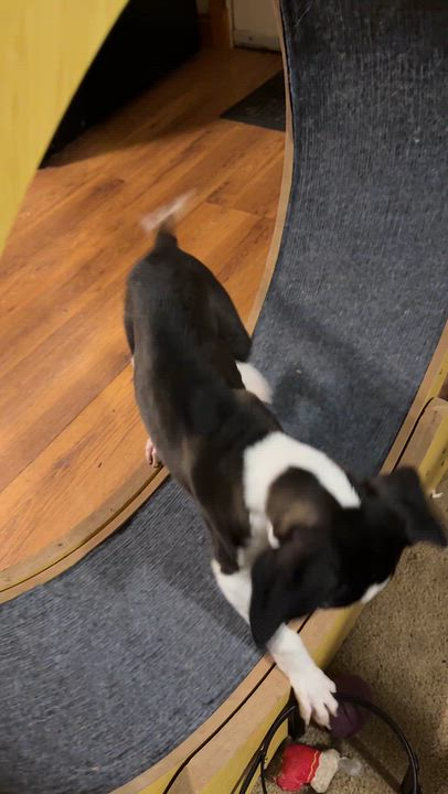 Enlarge Lilo, a Adoptable mixed breed in Lake Geneva, WI video 2/6