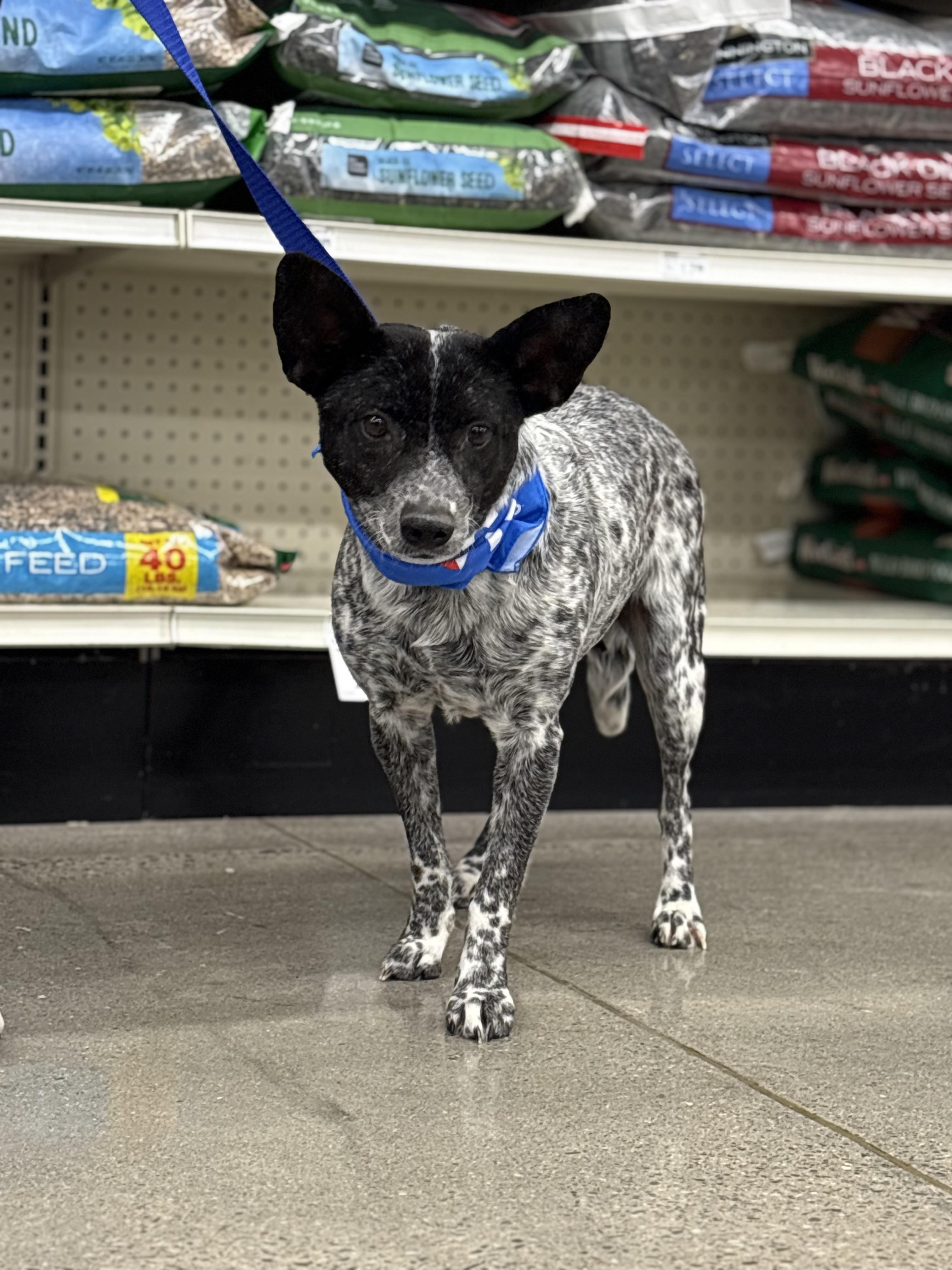 Venus , Adoptable, Young Female Chihuahua & Australian Cattle Dog / Blue Heeler.