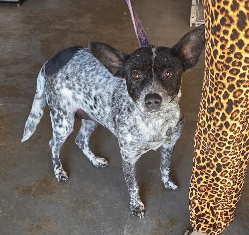 Enlarge Venus , a Adoptable mixed breed in Zimmerman, MN image 2/3