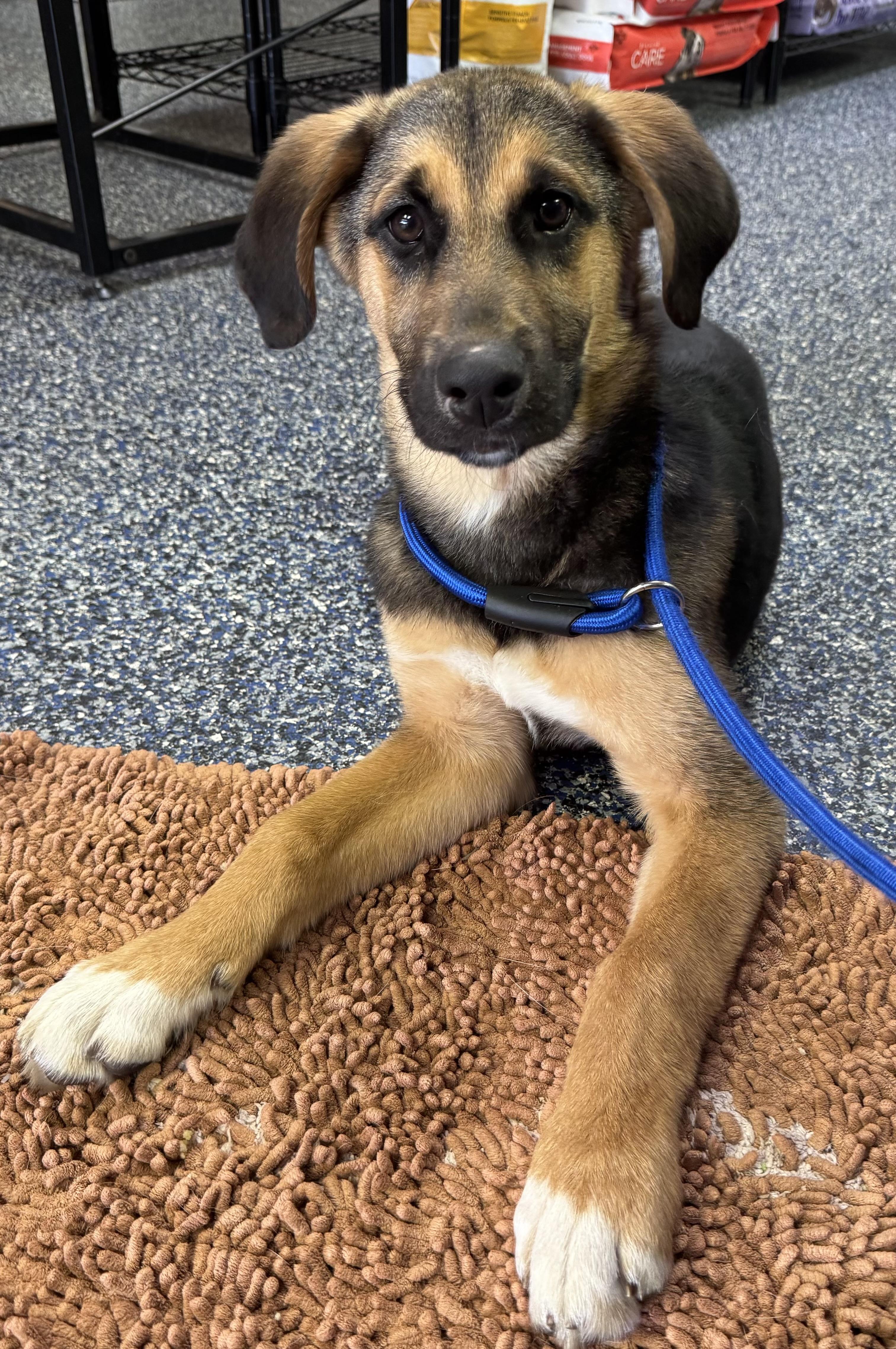 Enlarge Leonard, a Adoptable mixed breed in Beaufort, NC image 3/5