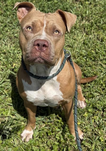 Enlarge PAIGE, a Adoptable American Staffordshire Terrier in Fort Lauderdale, FL image 1/1