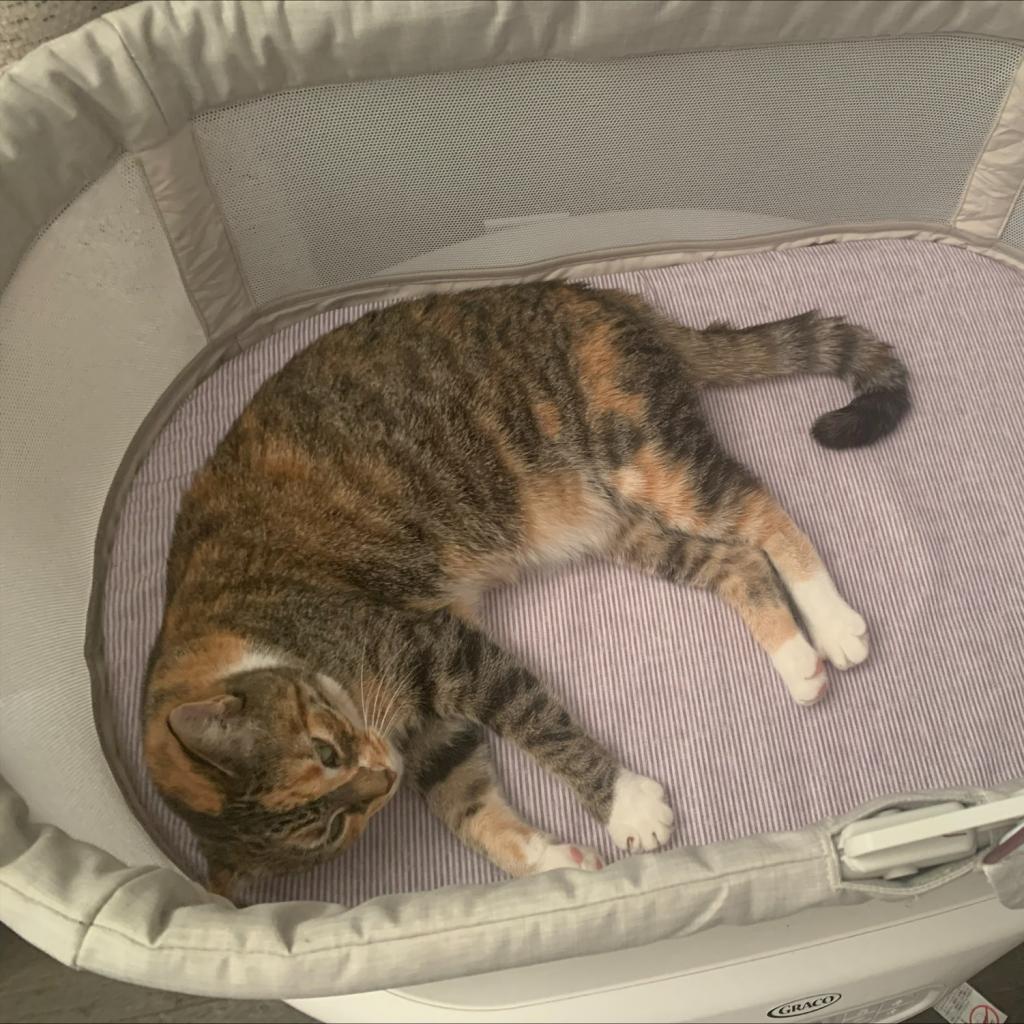 Natty, Adoptable, Adult Female Domestic Short Hair.