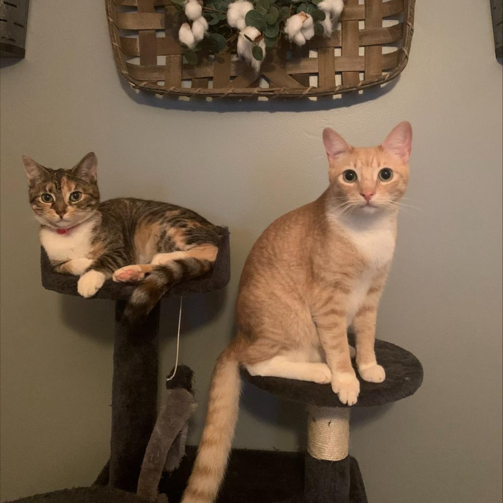 Enlarge Natty, a Adoptable Domestic Short Hair in Lynchburg, VA image 2/4