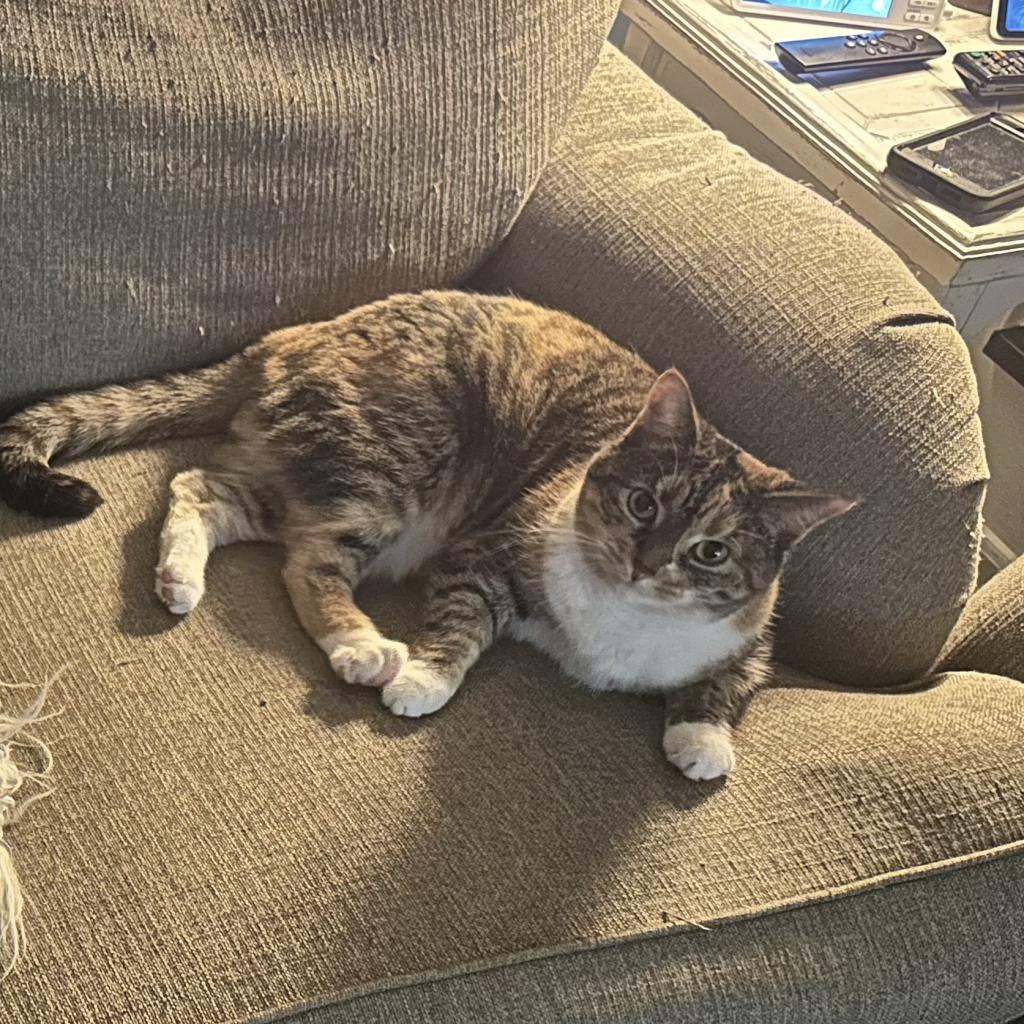 Enlarge Natty, a Adoptable Domestic Short Hair in Lynchburg, VA image 3/4