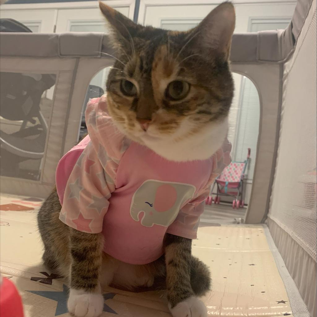 Enlarge Natty, a Adoptable Domestic Short Hair in Lynchburg, VA image 4/4