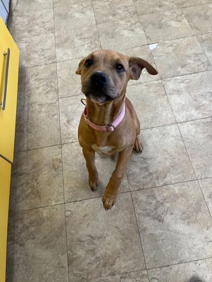 Starfire, Adoptable, Puppy Male Mixed Breed & Mixed Breed.