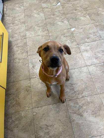 Enlarge Starfire, a Adoptable mixed breed in Chicago, IL image 2/2