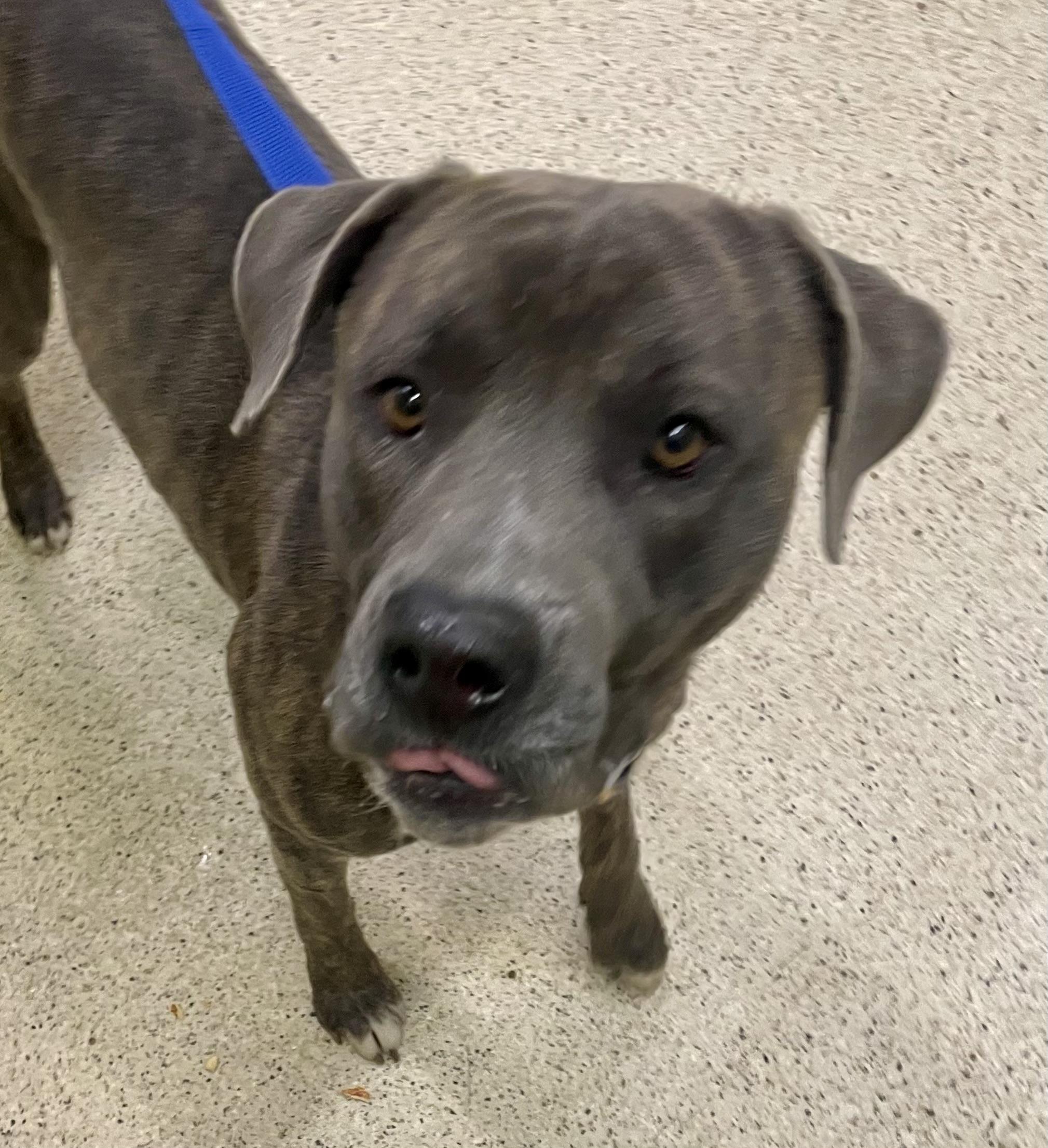 Enlarge Gravy - ADOPTION FEE WAIVED!, a Adoptable mixed breed in Muncie, IN image 5/6