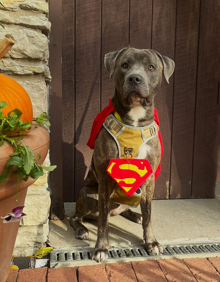 Enlarge Gravy - ADOPTION FEE WAIVED!, a Adoptable mixed breed in Muncie, IN image 6/6