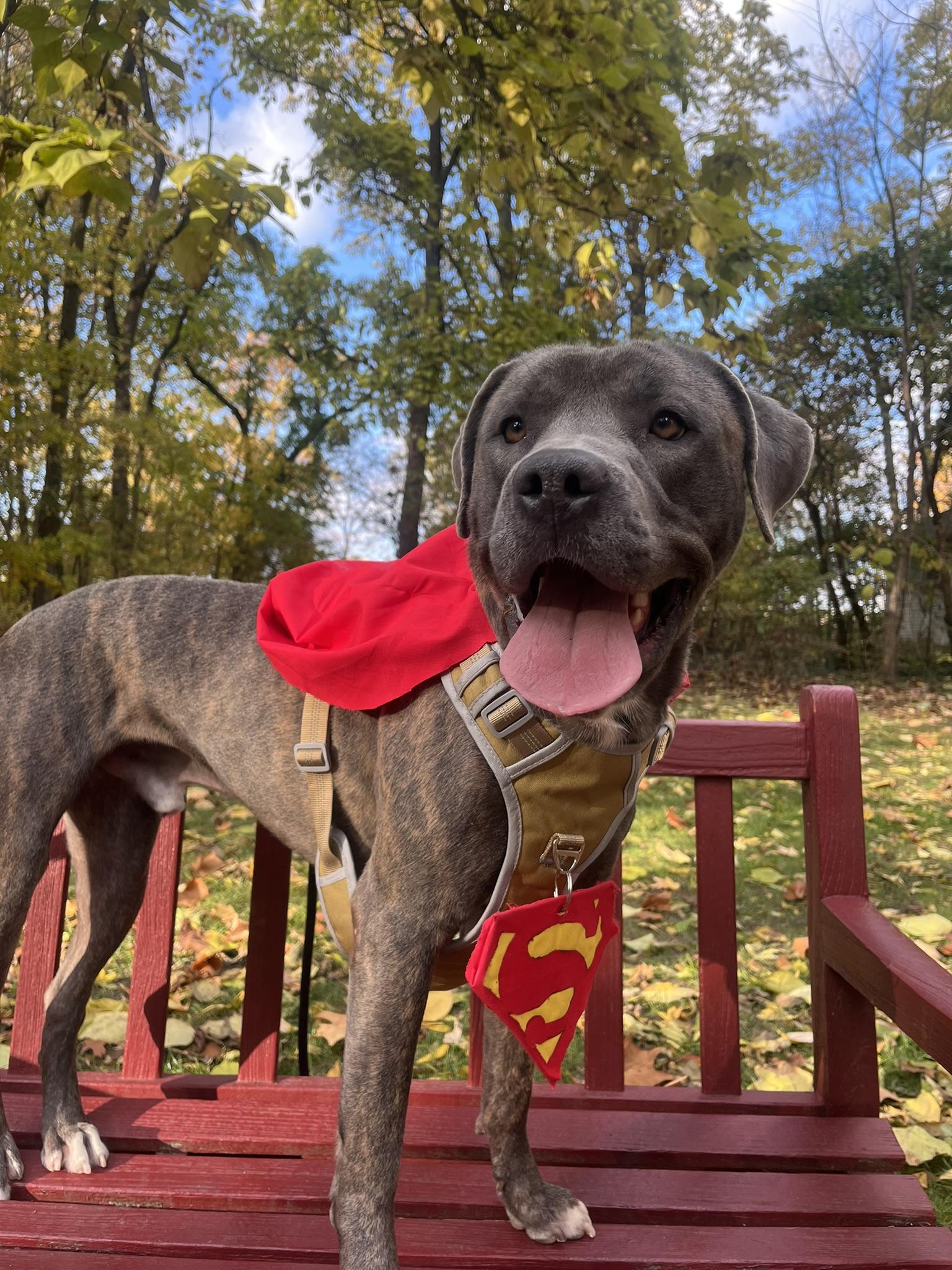 Gravy - ADOPTION FEE WAIVED!, Adoptable, Young Male Terrier.