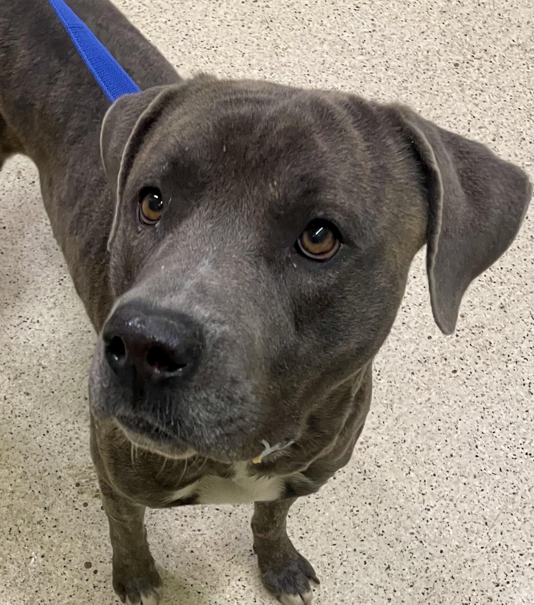 Enlarge Gravy - ADOPTION FEE WAIVED!, a Adoptable mixed breed in Muncie, IN image 4/6