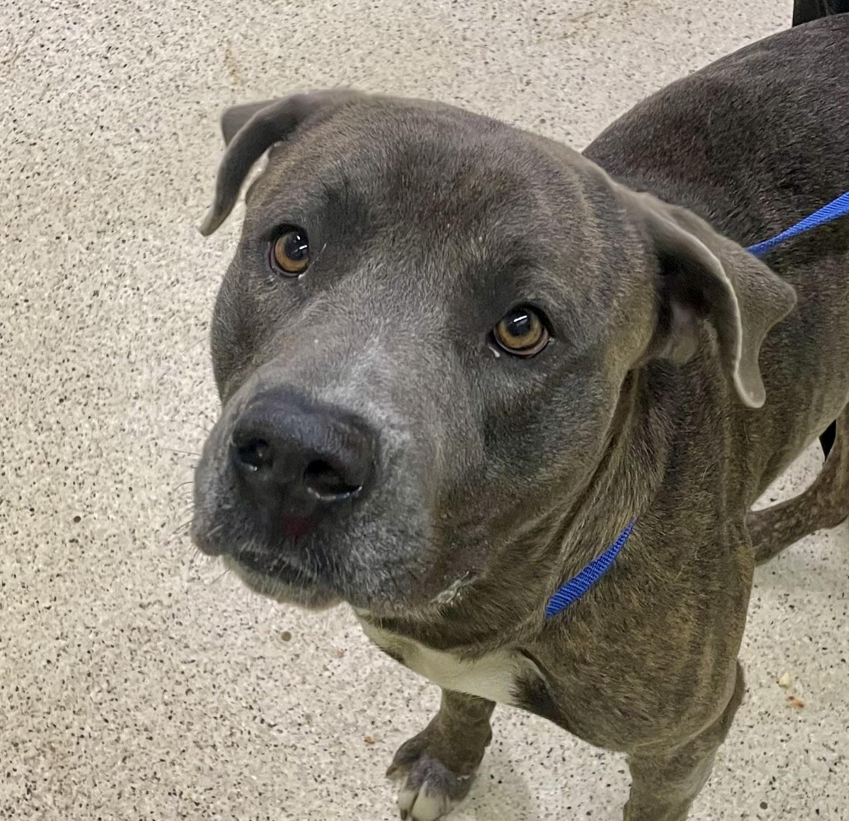 Enlarge Gravy - ADOPTION FEE WAIVED!, a Adoptable mixed breed in Muncie, IN image 3/6