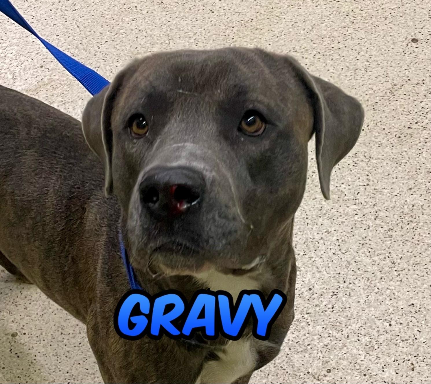 Enlarge Gravy - ADOPTION FEE WAIVED!, a Adoptable mixed breed in Muncie, IN image 2/6
