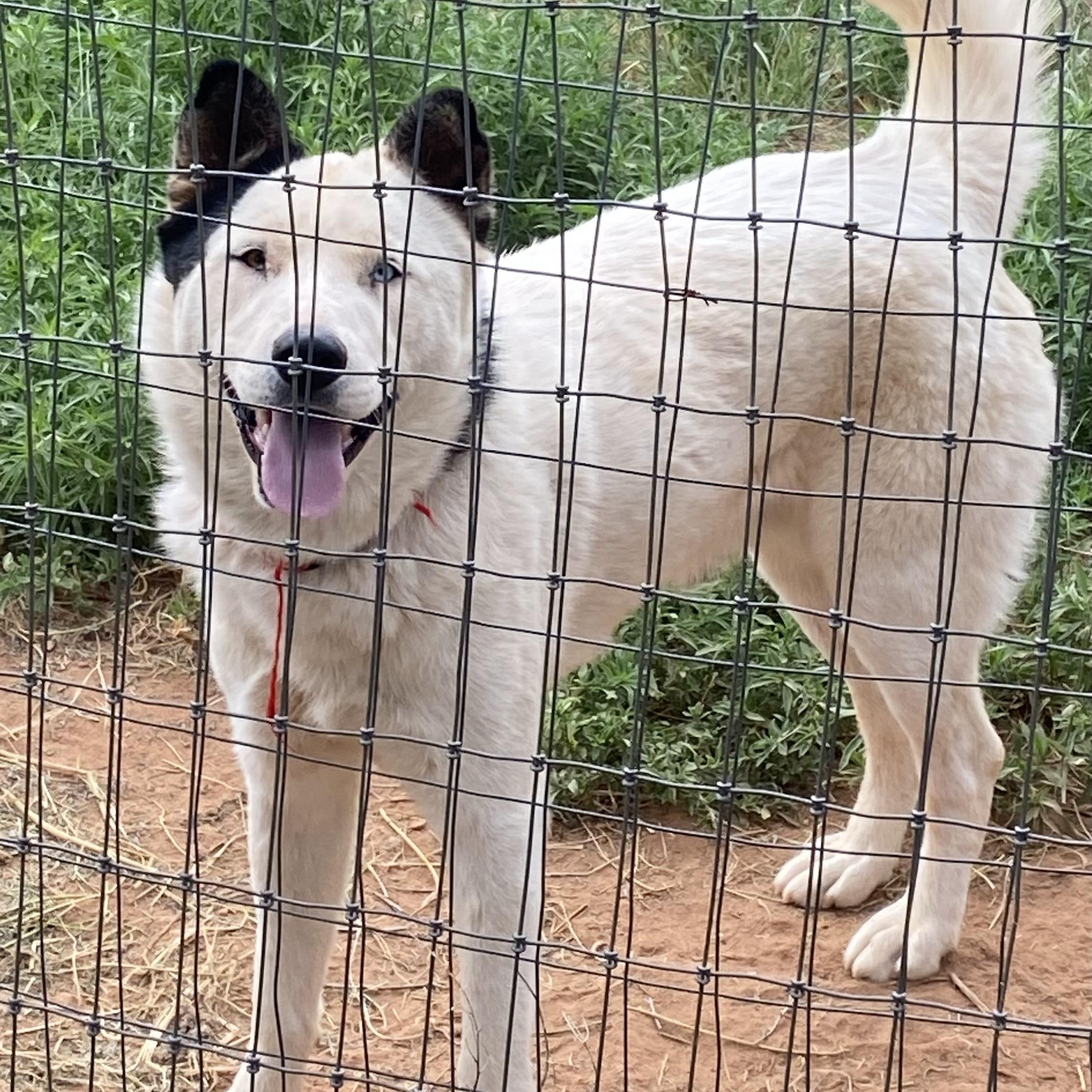 Lucky Jax, Adoptable, Young Male Shepherd & Husky.