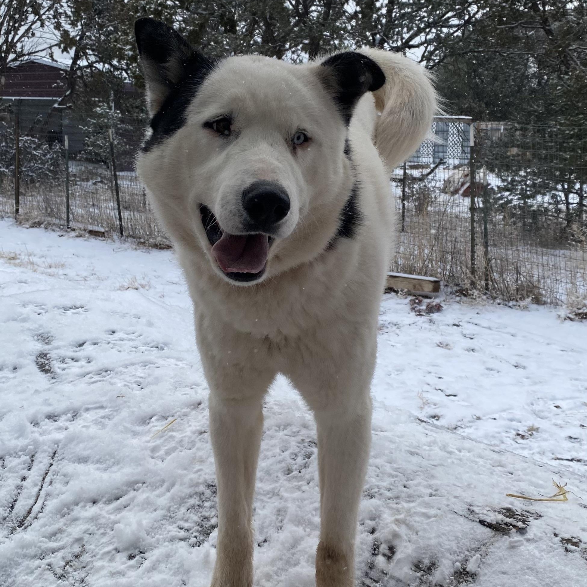 Lucky Jax, Adoptable, Young Male Husky & Shepherd.