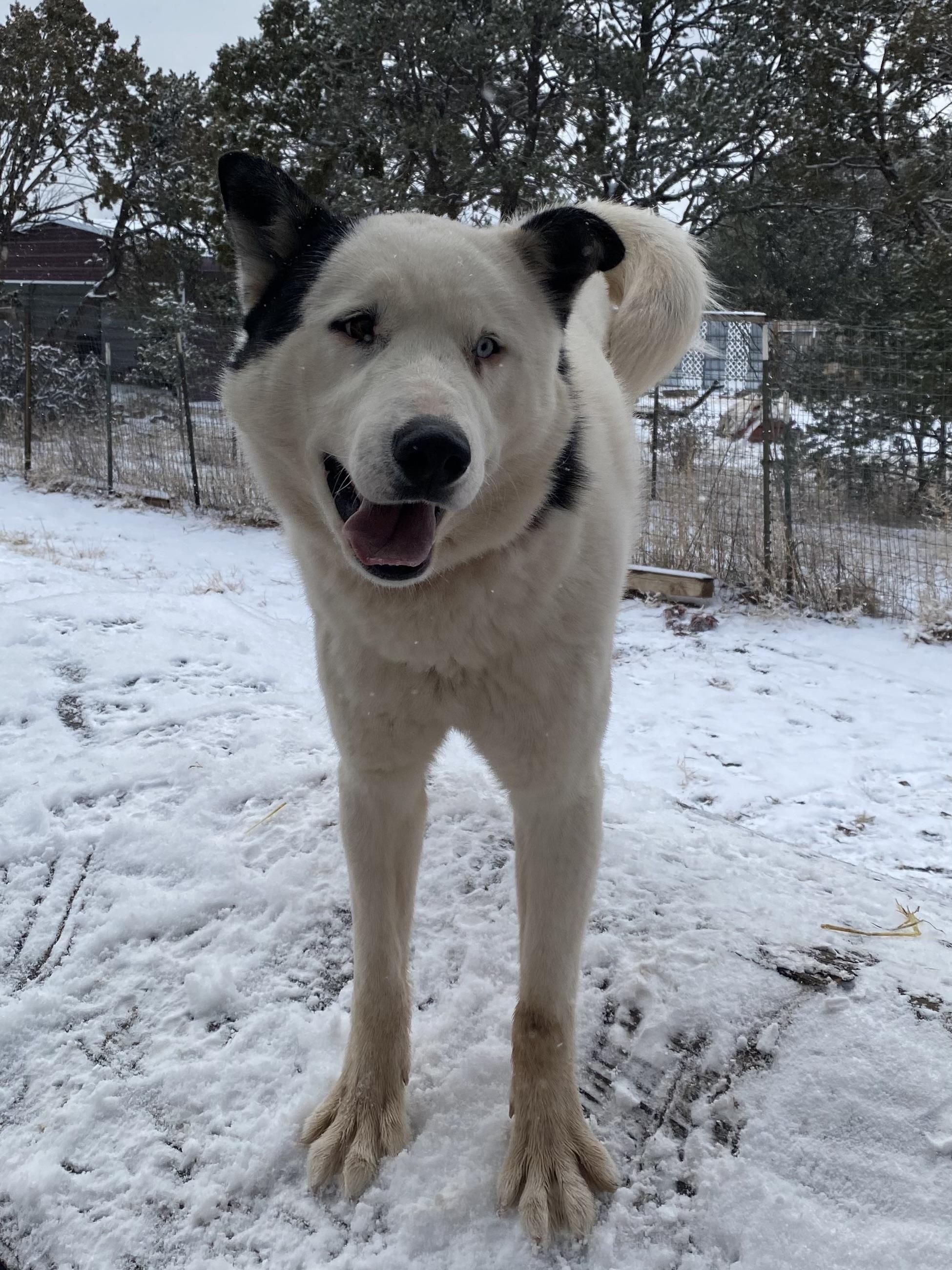 Enlarge Lucky Jax, a Adoptable mixed breed in Edgewood, NM image 2/6