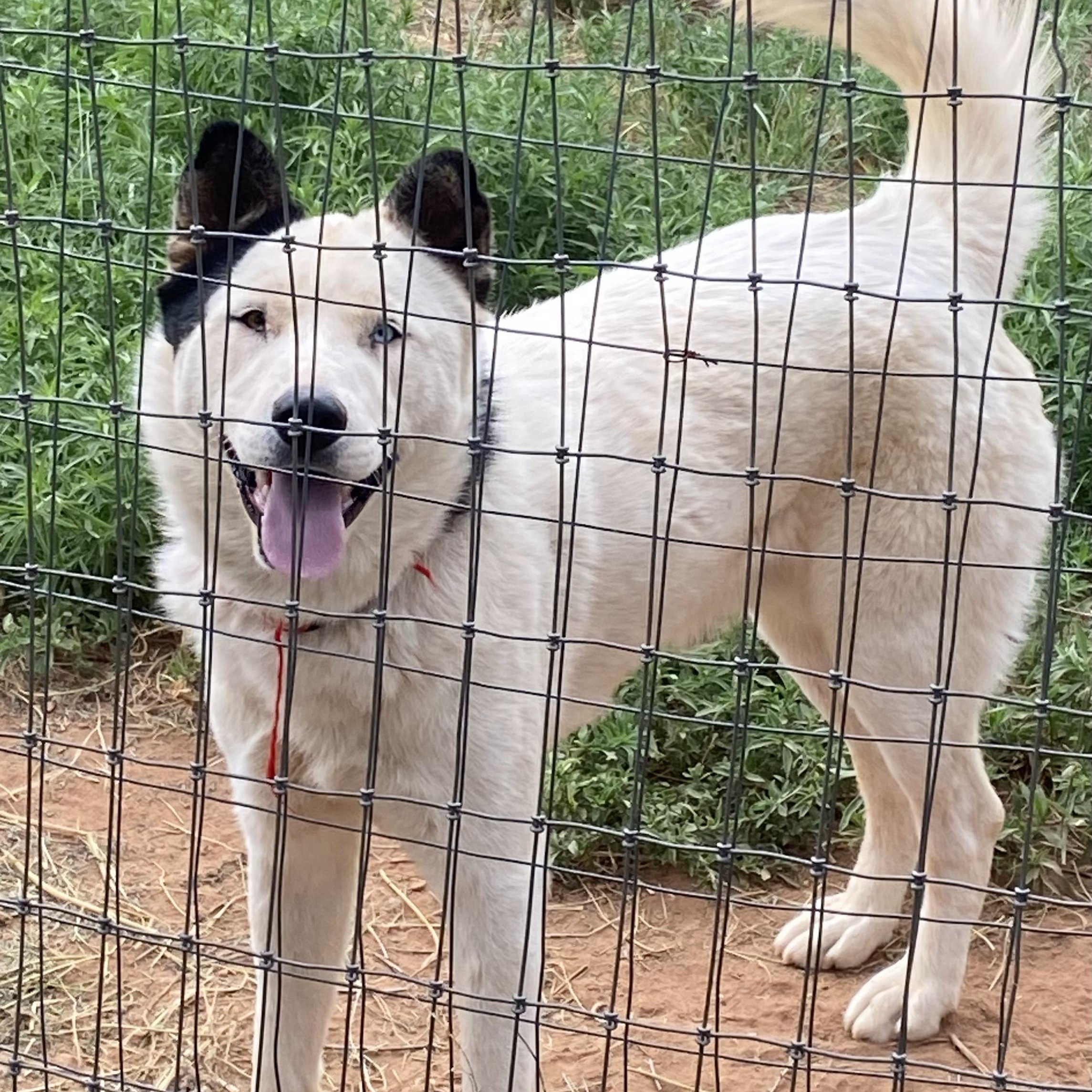 Lucky Jax, an adoptable American Eskimo Dog in Edgewood, NM, 87015 | Photo Image 1