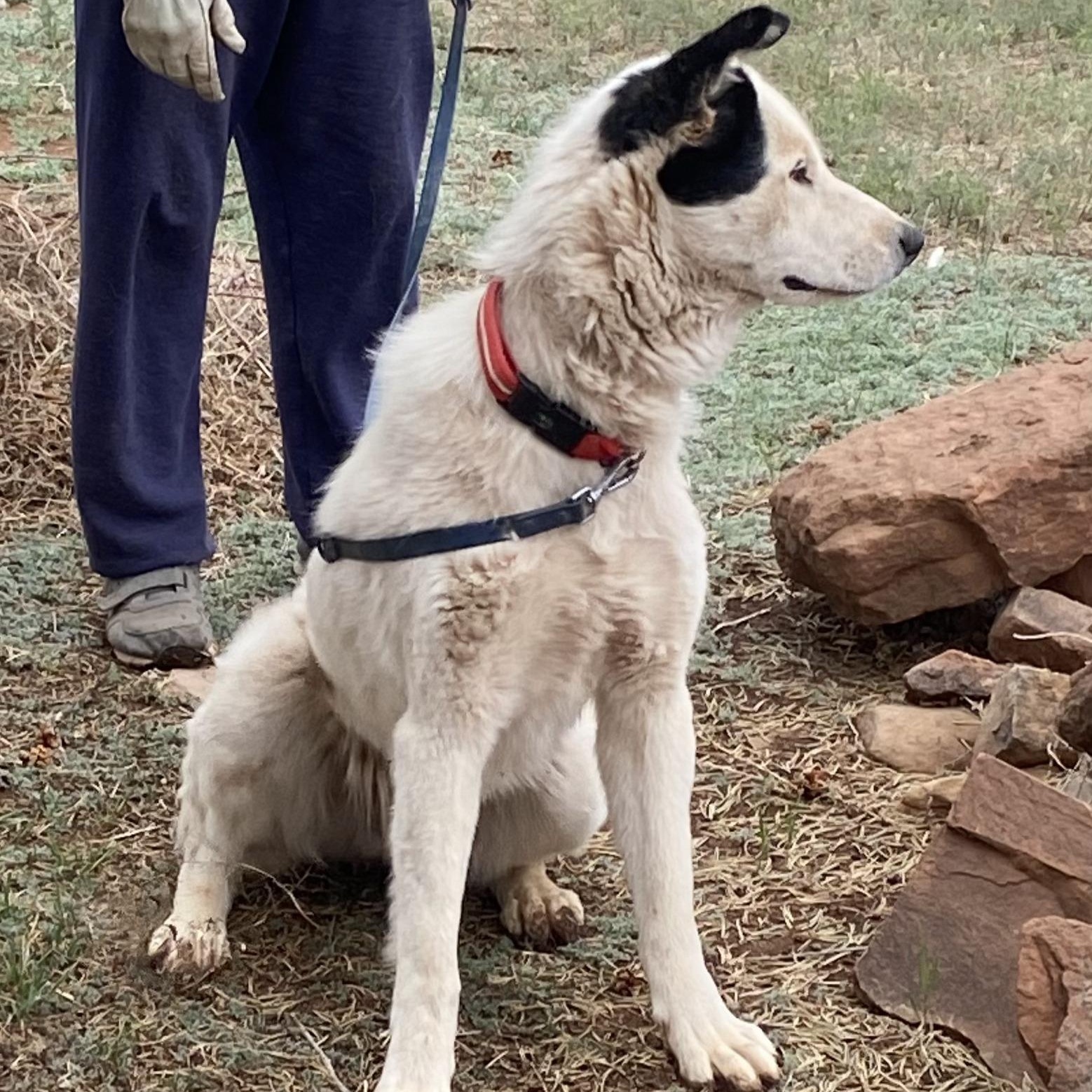 Enlarge Lucky Jax, a Adoptable mixed breed in Edgewood, NM image 3/6