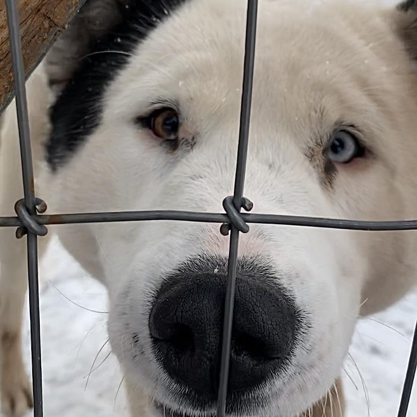 Lucky Jax, an adoptable American Eskimo Dog in Edgewood, NM, 87015 | Photo Image 6
