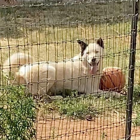 Enlarge Lucky Jax, a Adoptable mixed breed in Edgewood, NM image 5/6