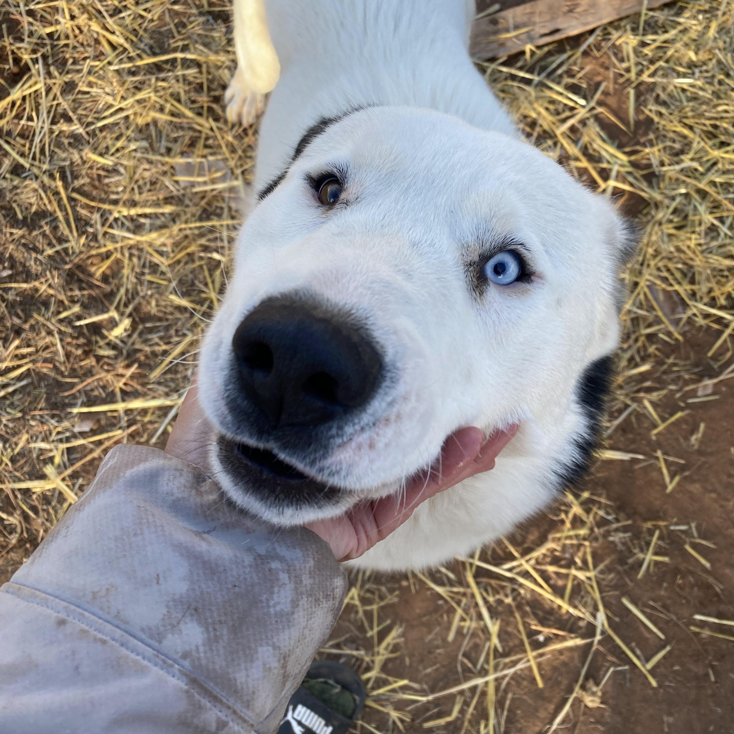 Enlarge Lucky Jax, a Adoptable mixed breed in Edgewood, NM image 4/6