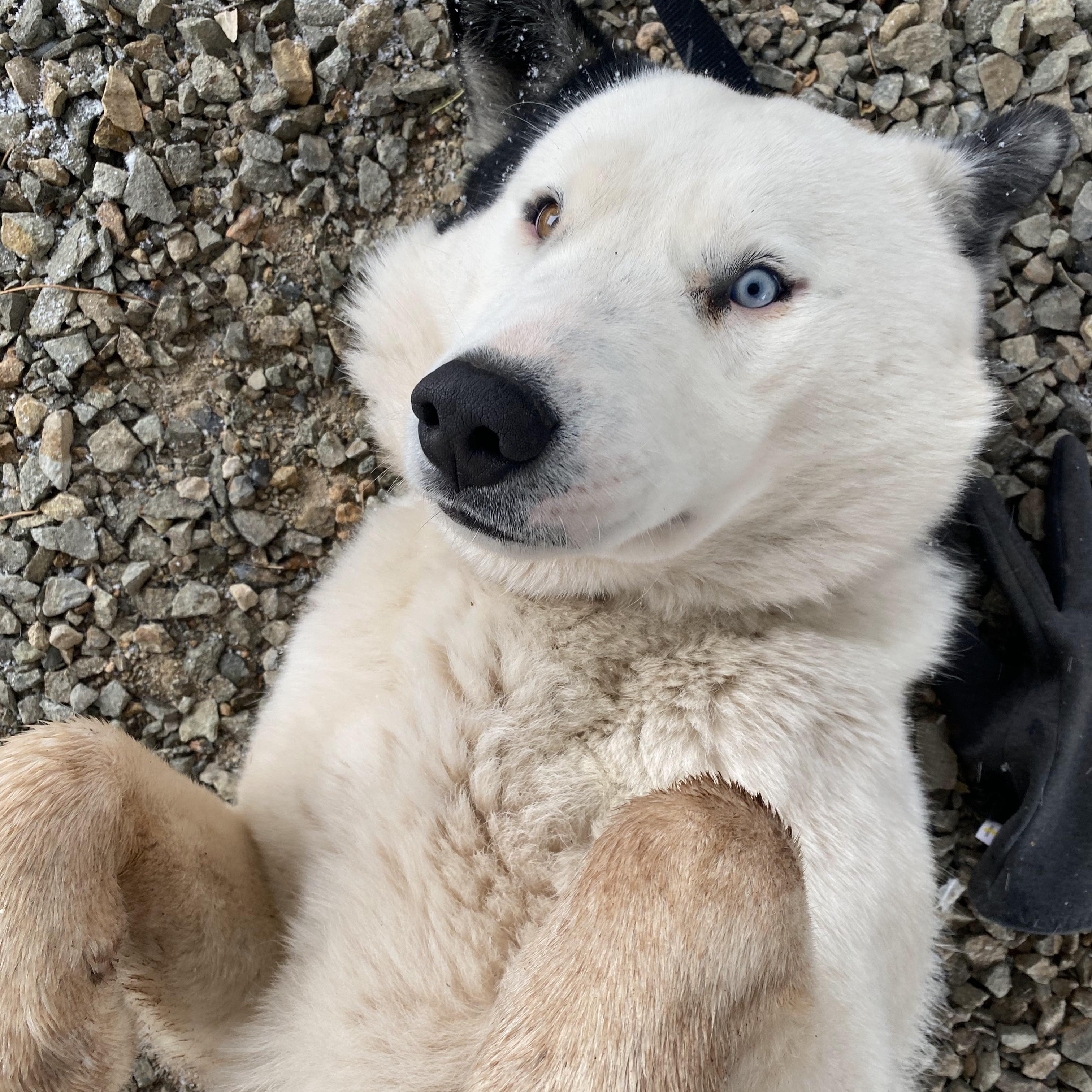 Enlarge Lucky Jax, a Adoptable mixed breed in Edgewood, NM image 1/6