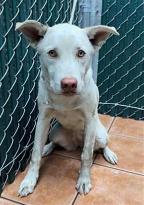 RENATA, Adoptable, Young Female Siberian Husky & Mixed Breed.