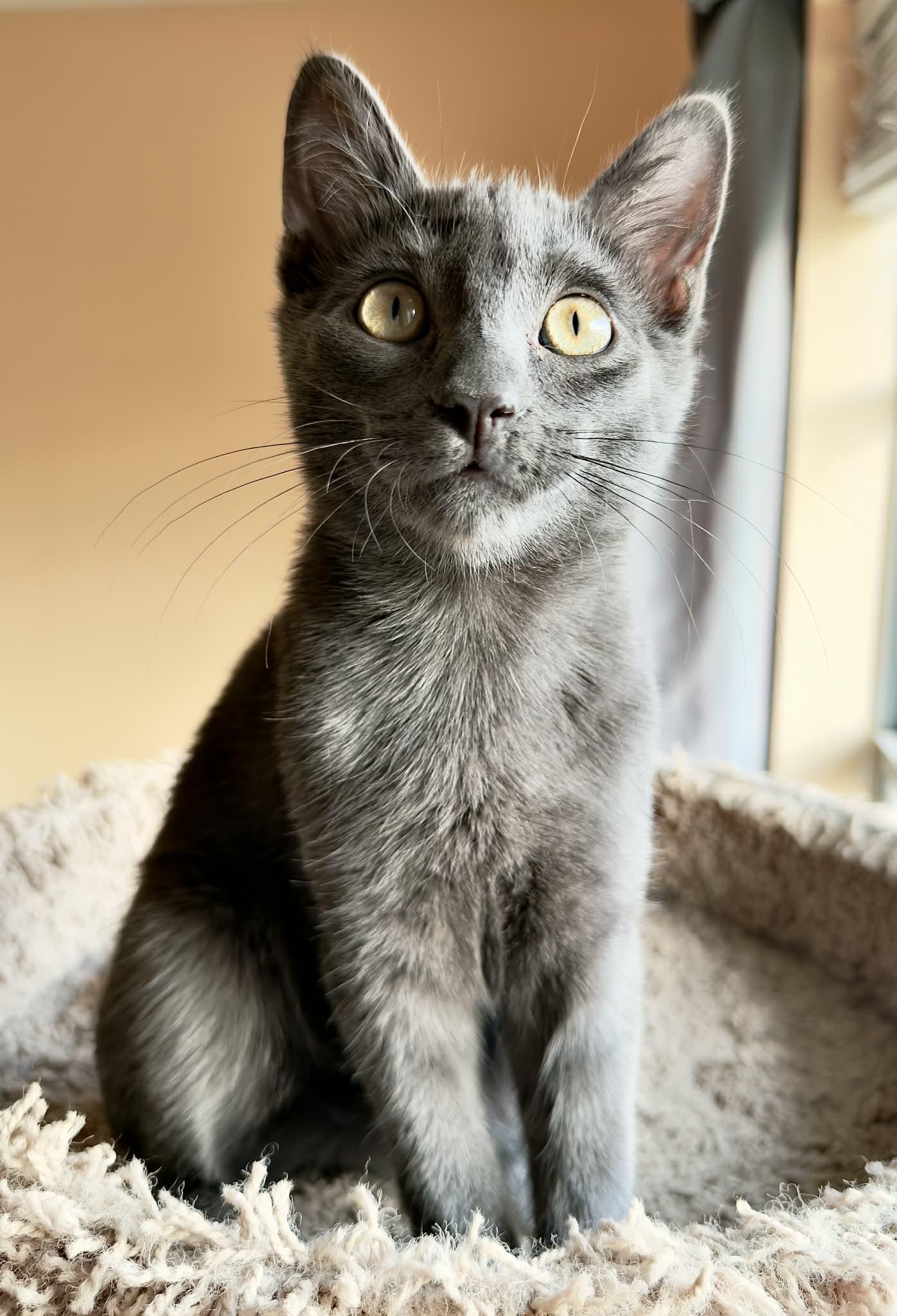 Robb, Adoptable, Young Male Domestic Short Hair.