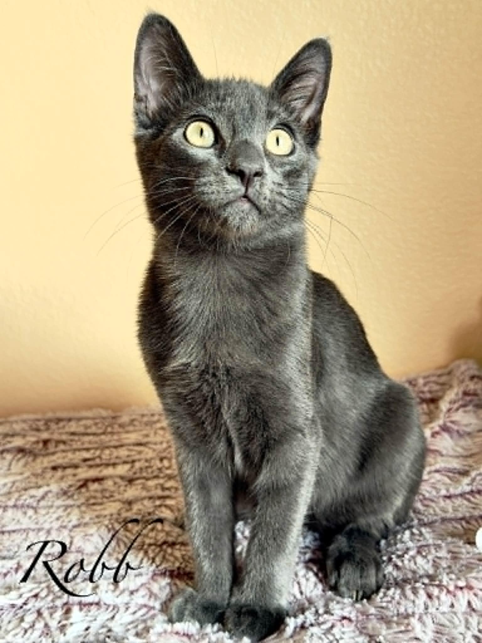 Enlarge Robb, a Adoptable Domestic Short Hair in Mansfield, TX image 2/4