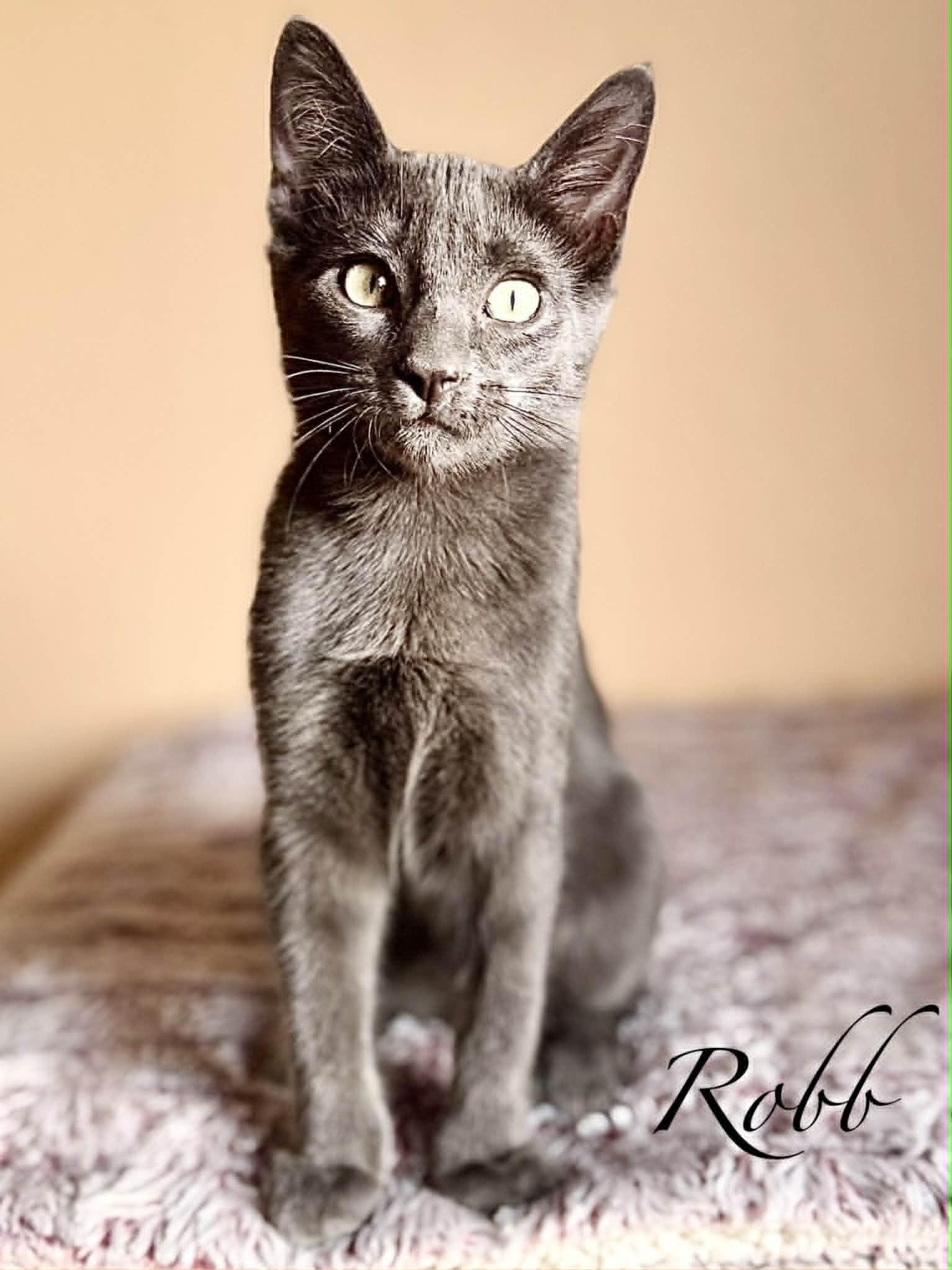 Enlarge Robb, a Adoptable Domestic Short Hair in Mansfield, TX image 3/4