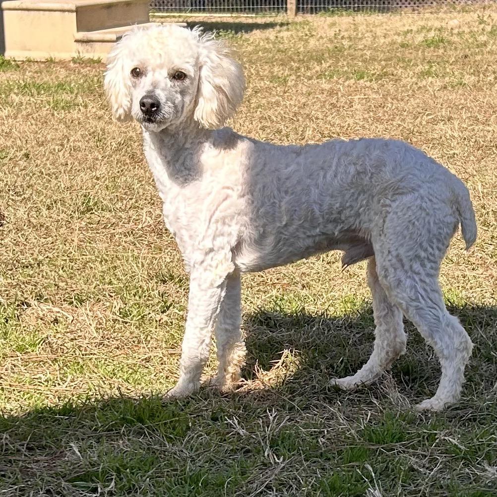 Buddy White, Adoptable, Adult Male Poodle.