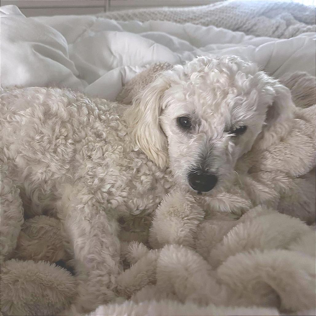 Buddy White, a Adoptable Poodle in Houston, TX image 3/6