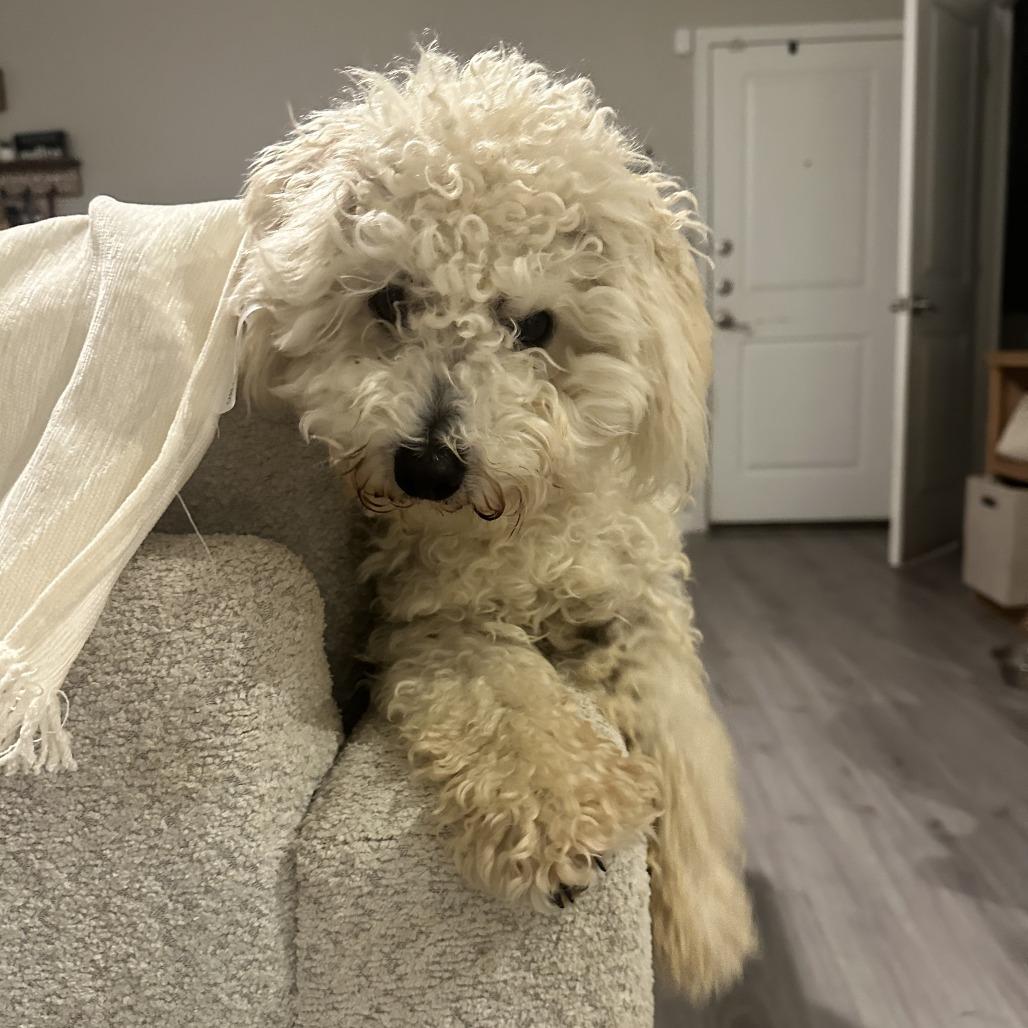 Buddy White, a Adoptable Poodle in Houston, TX image 4/6