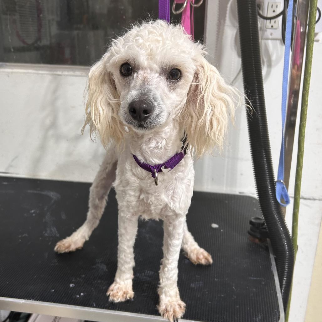 Buddy White, a Adoptable Poodle in Houston, TX image 5/6
