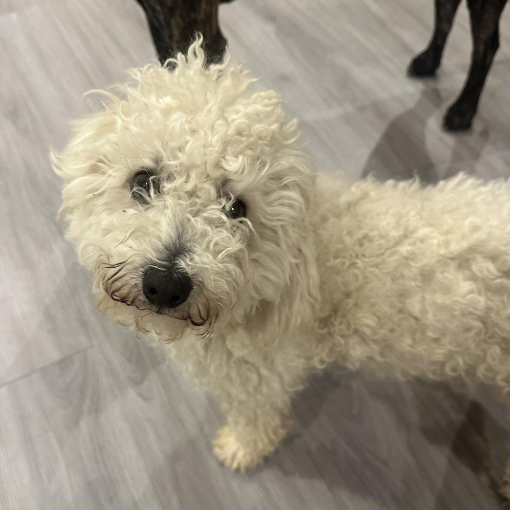 Buddy White, a Adoptable Poodle in Houston, TX image 6/6
